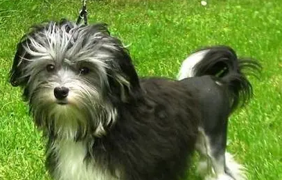 想知道罗秦犬拉肚子的治疗方法？快看这篇文章吧~