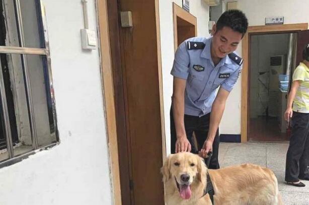 金毛很厉害，假装警犬混入警察局，狗:鸡腿真好吃！