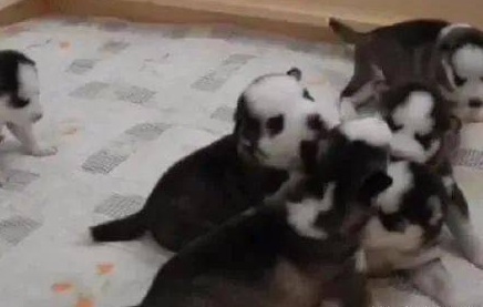 哈士奇未诞生前陆续被预订,可当网友见到狗宝宝的相貌后,统统沉默无言了! 哈士奇未诞生前陆续被预订,可当网友见到狗宝宝的相貌后,统统沉默无言了!