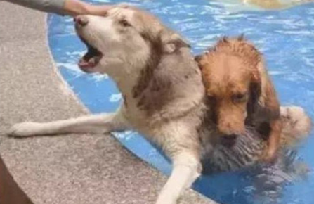 金毛游水强拽哈士奇排水二哈的小表情会亮:金哥你是有害吧