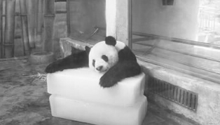 酷暑难耐 动物园大熊猫抱着冰块午睡