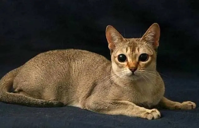 怎样训练新加坡猫睡在窝里？铲屎官快学习一下！.jpg