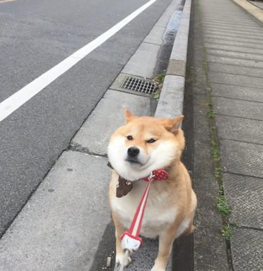 柴犬脑容量媲美金毛!一会没看见,它竟挖地洞想把自己埋了 柴犬脑容量媲美金毛!一会没看见,它竟挖地洞想把自己埋了