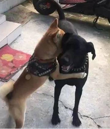 看妈妈取出了沐浴露，狗子微笑秒收：要背井离乡遁入空门一下！