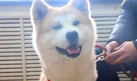 秋田犬走失很多天多亏警察细心照料？主人认领时告知，原为追求异性