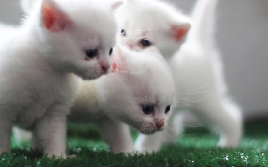 两个月的猫咪可以做体外驱虫吗.jpg 两个月的猫咪可以做体外驱虫吗.jpg