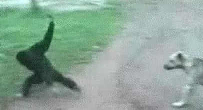 悟空捉弄哮天犬，猴子调戏狗，狗一吠，猴溜得无影