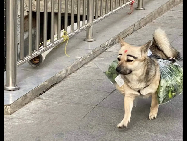 狗狗帮主人驮菜回家了,见到它的脸我笑了!狗:化了美美的妆好自信心 狗狗帮主人驮菜回家了,见到它的脸我笑了!狗:化了美美的妆好自信心