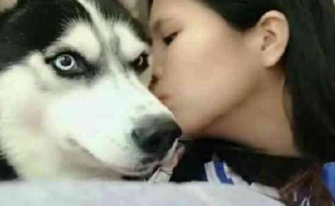 哈士奇一开始全程冷傲,結果被美女亲了一口后,二哈表情令人笑喷 哈士奇一开始全程冷傲,結果被美女亲了一口后,二哈表情令人笑喷
