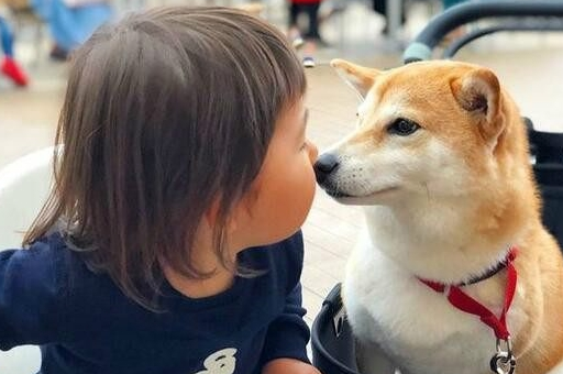 柴犬总在宝宝晚上睡觉跳发生关系，妈妈十分担忧，挨近一看泪水盈眶