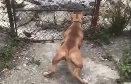 狗狗想进鳄鱼园进攻鳄鱼,主人应急拉住,太可怕了! 狗狗想进鳄鱼园进攻鳄鱼,主人应急拉住,太可怕了!