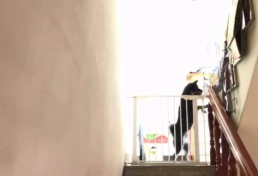趁主人不在家，狗狗翻围栏逃走，最终也是被捉住了