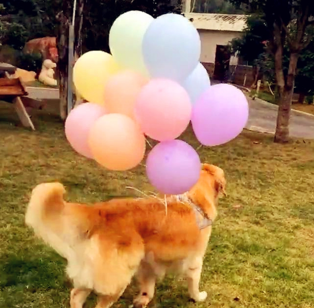 金毛给小法斗生日日，带了一堆气球，是要把小伙伴们送上天吗？