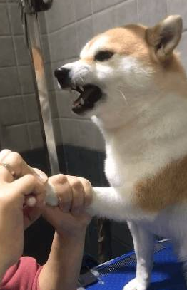 主人想给柴犬剪指甲,它竟龇牙咧嘴吓唬人 主人想给柴犬剪指甲,它竟龇牙咧嘴吓唬人
