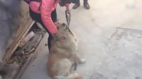 狗狗和女主人很多年沒有见面，相遇的情况下，金毛作法令人很是打动