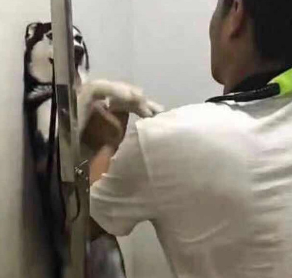 让二哈洗洗澡简直比登天还难,那反映简直令人又窝火又搞笑! 让二哈洗洗澡简直比登天还难,那反映简直令人又窝火又搞笑!