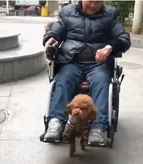 小泰迪是爷爷最忠诚的小伙伴，外出溜达给爷爷当黄包车夫：爷爷好我便好