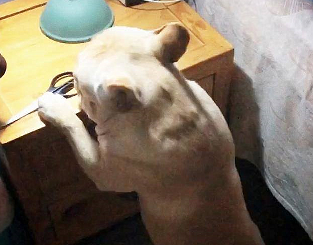 深夜看到狗子躲在卧房里，叫它也没理人，靠近后吸了一口冷气