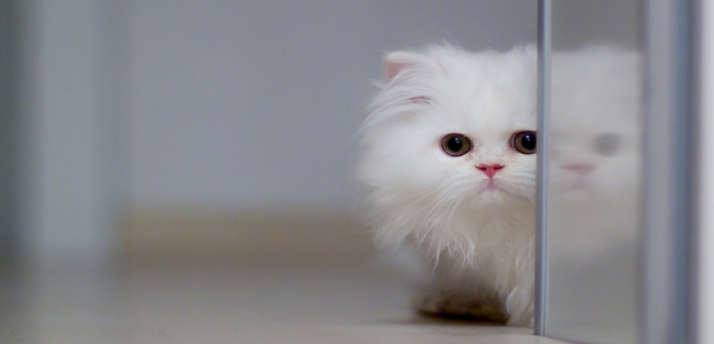 从艾尔猫粮来看国产猫粮质量 从艾尔猫粮来看国产猫粮质量