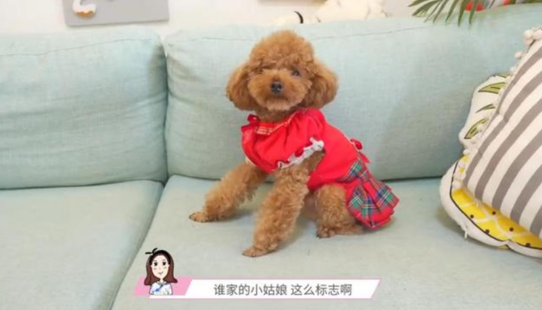 你见过小狗"摆摊"吗?2只小泰迪都快被玩坏了,过路人:全是套路 你见过小狗"摆摊"吗?2只小泰迪都快被玩坏了,过路人:全是套路