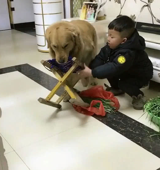 见小主人蹲下择菜,金毛立刻搬来啦小凳子,看家产家庭保姆一样不低 见小主人蹲下择菜,金毛立刻搬来啦小凳子,看家产家庭保姆一样不低