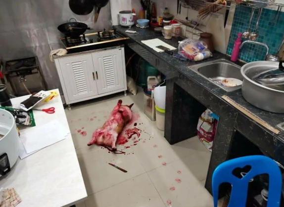 柯基满身鲜红躺在地上，主人看到吓疯：心脏病都犯了！