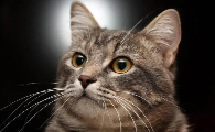 猫打喷嚏流眼泪是怎么回事