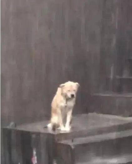 倾盆大雨时狗狗被湿透，颈部有束缚，默默地在雨里抽泣