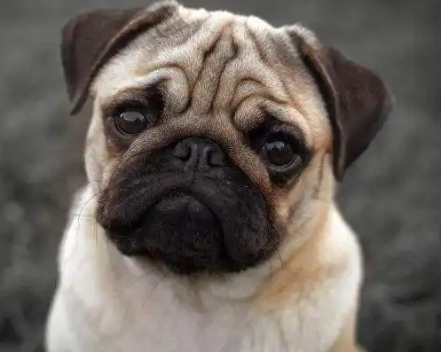 巴哥犬像哮喘一样的呼吸急促是怎么回事 巴哥犬像哮喘一样的呼吸急促是怎么回事