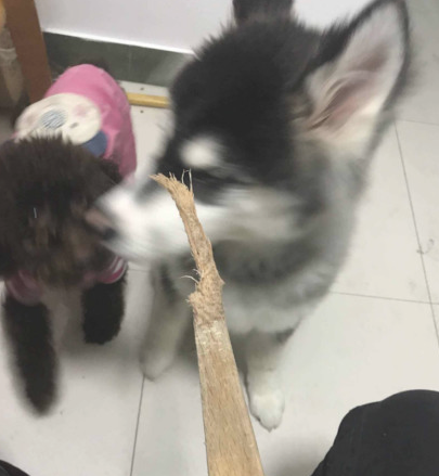 二哈犯错误被主人家经验教训，泰迪看到后，竟躺着臀部替二哈挨罚！