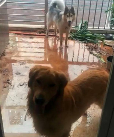哈士奇带坏金毛撕家见到生活阳台被吞没了的主人急得大喊:这狗不要了 哈士奇带坏金毛撕家见到生活阳台被吞没了的主人急得大喊:这狗不要了