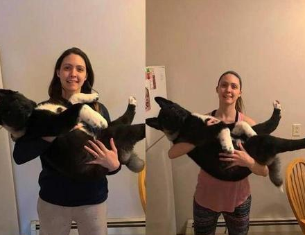 狗狗刚拿到手时精巧美丽动人，女人养了大半年后：亚力山大、伐功矜能