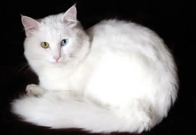 宠物店老板称是蓝眼睛的波斯猫 原来是只中华田园猫