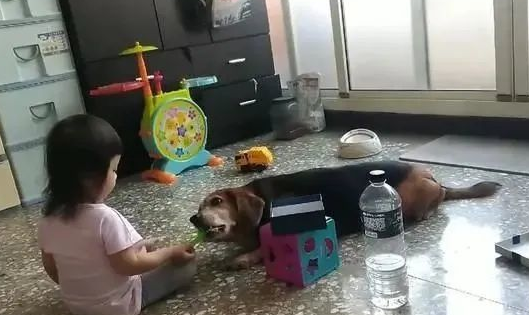 狗狗游戏陪玩烧菜手机游戏！宠妹狗狗装作吃气体，冲着上空猛嚼