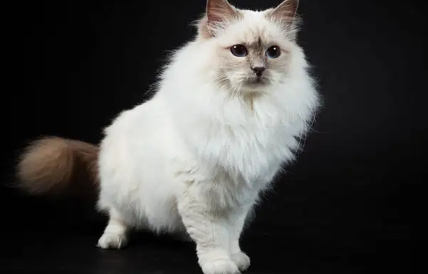 猫肚子能不能摸 猫肚子能不能摸