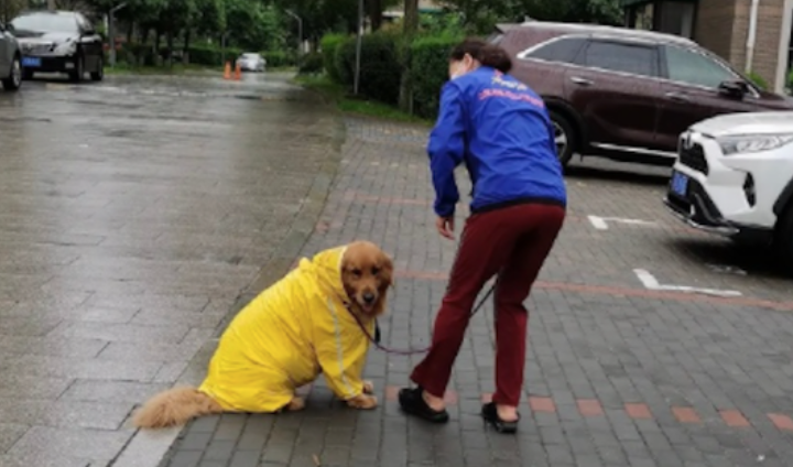 阿姨担忧下雨要带金毛回家了,它却坐着地面上不肯走:我衣着雨披呢