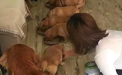 金毛一下产9个,都快吃穷主人了,狗狗都有点儿惭愧了 金毛一下产9个,都快吃穷主人了,狗狗都有点儿惭愧了