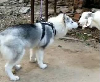 小山羊抢走二哈第一次接吻，激动得跳起：从此以后你就是我的人了