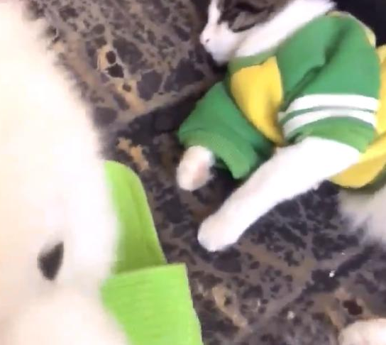 宠主在桌子放了俩吃的，让萨摩耶吃了后给猫咪送去一个，結果尴尬了
