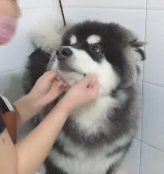 带阿拉斯加犬去冼澡,却遭遇女店员狂吻,狗狗:长得帅便是苦恼多 带阿拉斯加犬去冼澡,却遭遇女店员狂吻,狗狗:长得帅便是苦恼多