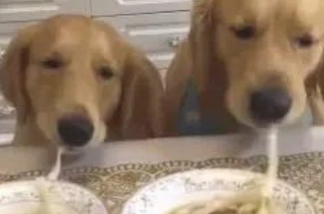 狗狗吸一根鲜面条吸究竟,网民:猜疑鲜面条会假? 狗狗吸一根鲜面条吸究竟,网民:猜疑鲜面条会假?