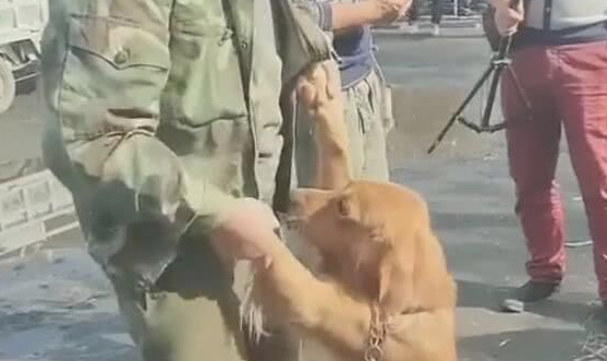 主人无可奈何500块卖出养了很久的金毛,分别时的情景让人辛酸 主人无可奈何500块卖出养了很久的金毛,分别时的情景让人辛酸