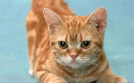 猫一直咳咳咳要吐的感觉怎么办