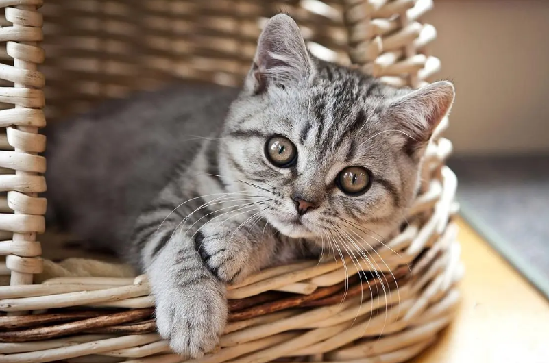 猫咪脖子上有一个鼓包是怎么回事 猫咪脖子上有一个鼓包是怎么回事