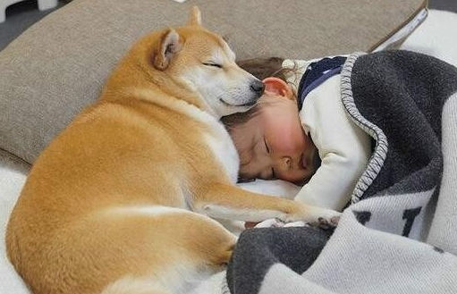 柴犬总在宝宝晚上睡觉跳发生关系，妈妈十分担忧，挨近一看泪水盈眶