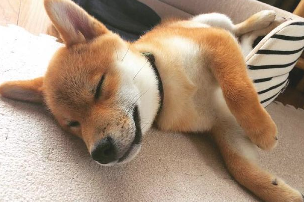 柴犬很有可能全是吃讨人喜欢成长的，自小就会有一张痊愈力100分的圆脸