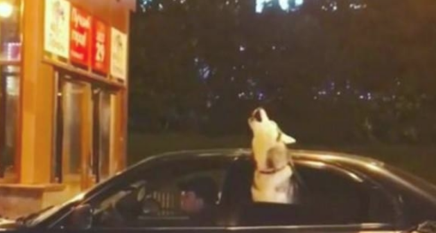 主人驾车带哈士奇兜兜风,二哈忽然伸出窗前哀嚎,主人猛然愣住了 主人驾车带哈士奇兜兜风,二哈忽然伸出窗前哀嚎,主人猛然愣住了