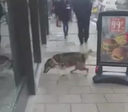 小伙子带狗子外出,把狗拴广告牌子入店点单,下面的画面让众人笑趴 小伙子带狗子外出,把狗拴广告牌子入店点单,下面的画面让众人笑趴