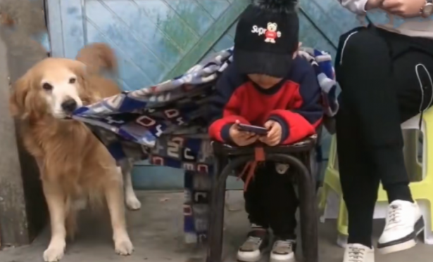 金毛对小主人太好,当男主人打他的情况下它为了更好地维护保养小主人干了这件事情,好感动 金毛对小主人太好,当男主人打他的情况下它为了更好地维护保养小主人干了这件事情,好感动