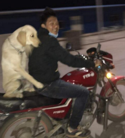 小伙子骑摩托带金毛狗狗兜兜风,金毛狗狗两手环绕着主人后,外露这欠扁的微笑 小伙子骑摩托带金毛狗狗兜兜风,金毛狗狗两手环绕着主人后,外露这欠扁的微笑